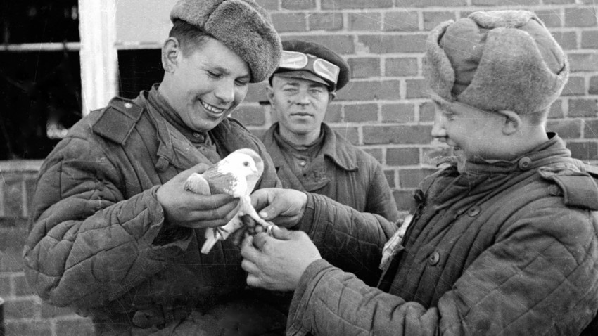 Kako su golubovi pomogli Crvenoj armiji da pobedi u Drugom svetskom ratu