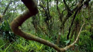 Kako su majušni majmuni oživeli peruanski Amazon