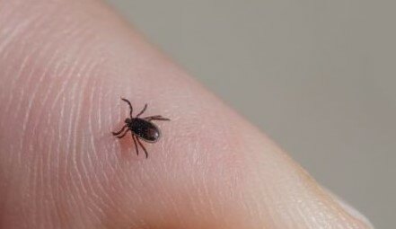 Kako zaštititi kućne ljubimce od krpelja
