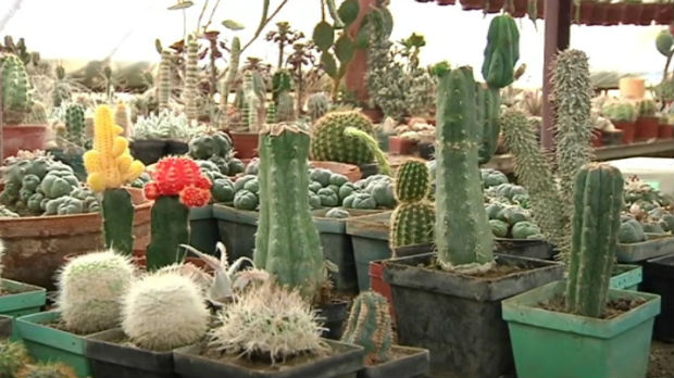 Kaktusi iz Banatskog Novog Sela