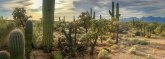 Kaktusi se osušili zbog prevelike temperature: Toplotni talas uništava sve pred sobom