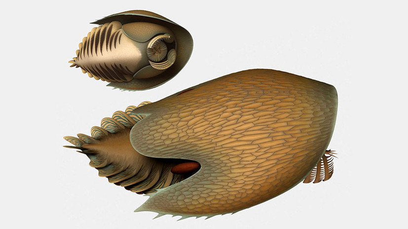Kanada: Otkriveni fosili praistorijskog morskog stvorenja