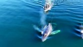 Kanada i životinje: Dramatičan obrt i srećan kraj akcije spasavanja kita zarobljenog u ribolovačkoj mreži