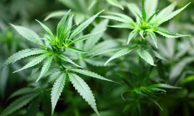 Kanada legalizovala upotrebu marihuane u rekreativne svrhe