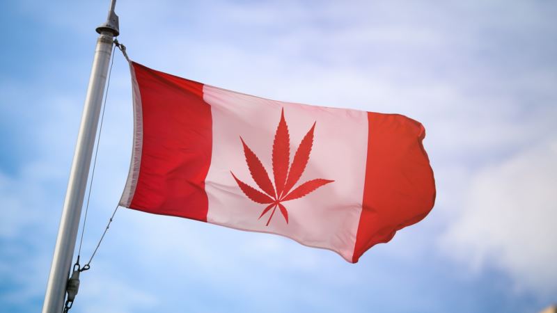 Kanadski senat legalizovao rekreativnu upotrebu kanabisa