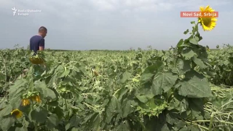 Kao u horor filmovima: Poljoprivrednici u Srbiji nakon nevremena