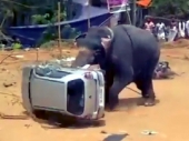 Karambol na festivalu: Slon prevrtao automobile