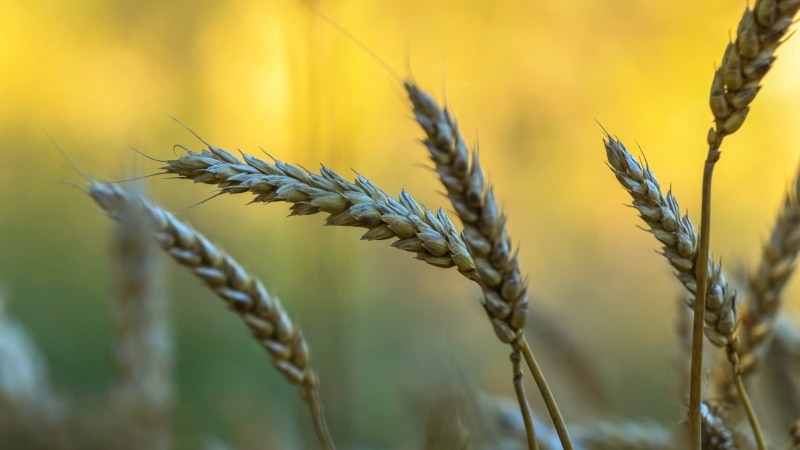 Kasna žetva pšenice na Kosovu