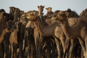 Katar 2022: Na Mundijalu i izbor za Mis kamile!