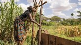 Kenijska zemljoradnica: Plašim se da će me ubiti slonovi“