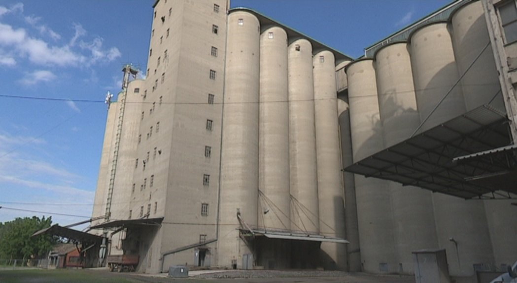 Kikindski mlin planira da otkupi 30.000 tona pšenice po ceni od 16 dinara za kilogram