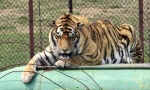 Kina legalizuje prodaju proizvoda od roga nosoroga i tigrove kosti