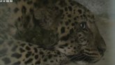Kina, životinje: Sedam i kusur dana dana potrage za ničijim leopardom