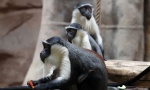 Kineski eksperiment izazvao uzbunu među naučnicima: Pravite Planetu majmuna!