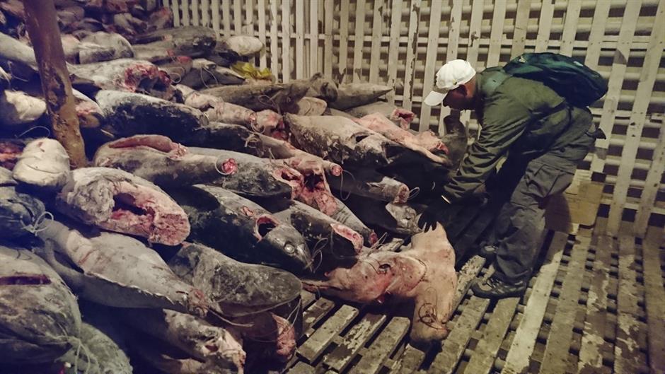 Kinezi osuđeni zbog krijumčarenja 6.600 morskih pasa