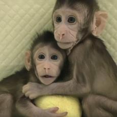 Kinezi prvi put u istoriji uspeli da kloniraju majmune (VIDEO)
