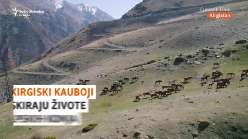 Kirgiški kauboji riskiraju živote da spase konje