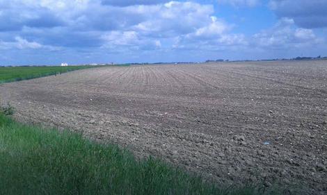 Kiša nije ugrozila useve na području Semberije: Vlaga pogoduje kukuruzu i ječmu