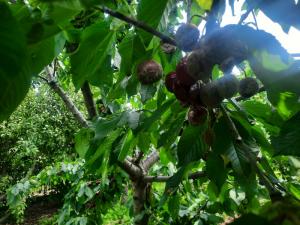 Kiša ugrozila rod voća na jugu, neophodna zaštita od štetočina i bolesti
