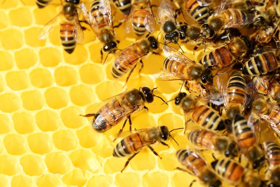 Kiše stvaraju velike probleme pčelarima