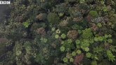 Kišne šume u Australiji: Pomoć prirodi u borbi za opstanak