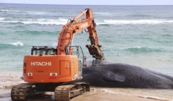 Kit na Havajima uginuo sa ribarskim mrežama, plastičnim kesama u stomaku