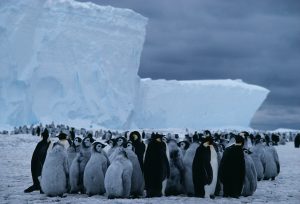 Klimatske promene: Carskom pingvinu je „potrebna veća zaštita“