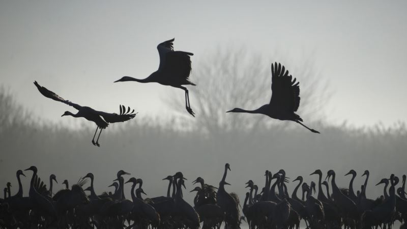 Klimatske promene menjaju i migraciju ptica