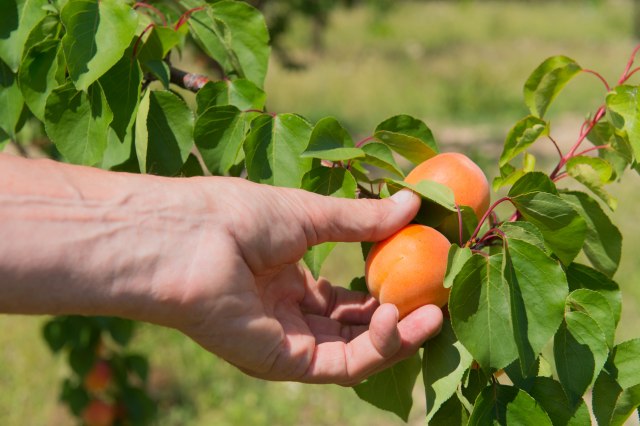 Ko je preprodavao voće - nema više izvoza u Rusiju