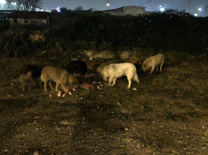 Ko vozi misteriozni kombi pod rotacijom i razbacuje pileće glave po Beogradu