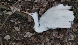 Kod reke Tamiš pronadjena 64 leša zaštićenih vrsta ptica