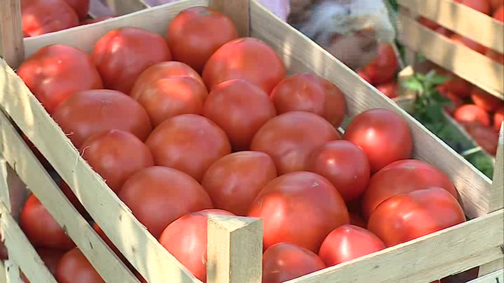 Kolika je zarada od proizvodnje paradajza?