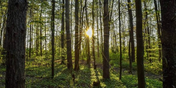 Kolika vam je doza šume potrebna za uspeh u poslu i više ljubaznosti?