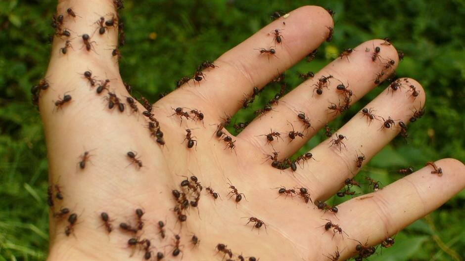 Koliko ima mrava na svetu?