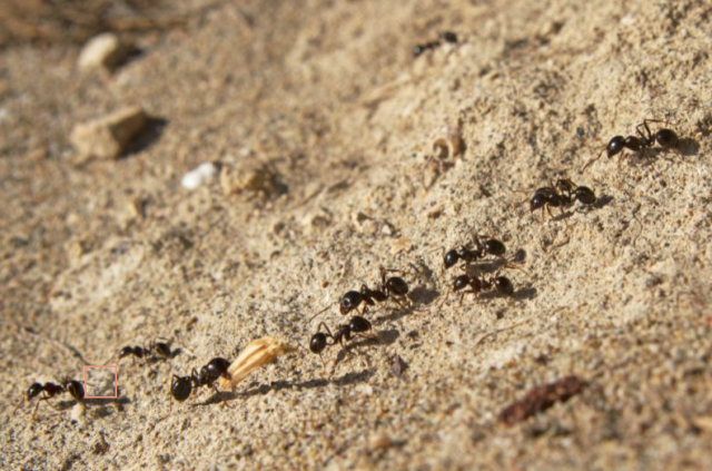 Koliko, zapravo, ima mrava na svetu?
