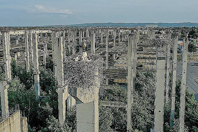 Kolonija roda na Klisi beleži nove rekorde