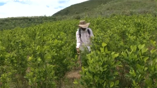 Kolumbija: Uzgoj koke na istorijskom maksimumu