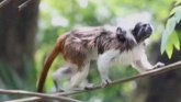 Kolumbija i životinje: Na svet došlo mladunče ugrožene vrste majmuna