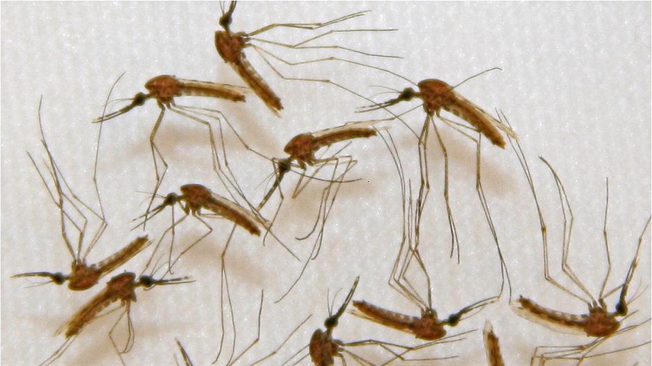 Komarci i zimi muče Beograđane 