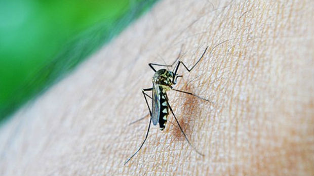 Komarci koji nose virus Zapadnog Nila otkriveni na nekoliko lokacija u Pančevu