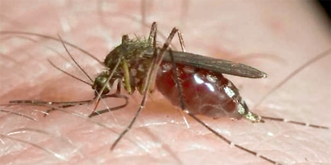 Komarci zaraženi Zapadnim Nilom u Pančevu: Ponavlja se prskanje