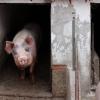 Komesar kritikovao Bugarsku zbog svinjske kuge