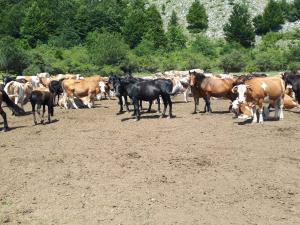 Konji i krave zavejani nedelju dana na Suvoj planini, u pomoć priskočila i Vojska
