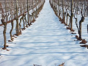 Kontrola štetočina u voćnjacima i vinogradima tokom zime