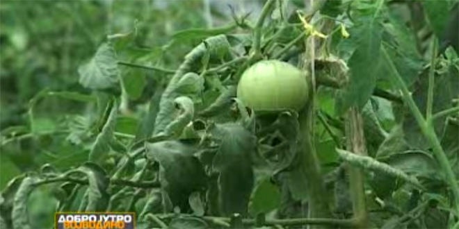 Kontrola uvoznih sadnica i semena paprike i paradajza, sprečiti unošenje štetnog virusa