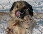 Korak ka pronalaženju prostora za regionalni azil za pse