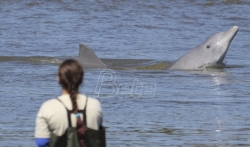 Korist i za delfine i za ribare od saradnje u Brazilu