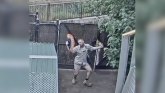 Korona virus: Snimak čuvara zoo vrta koji pleše postao viralni hit