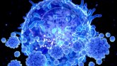 Korona virus i imuni sistem: Zagonetka koja i dalje muči naučnike