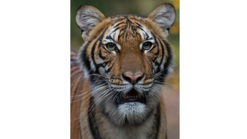 Korona virusom zaražena i tigrica iz zoološkog vrta u New Yorku